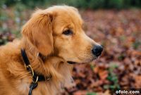 Breaking Free from Dog Fear