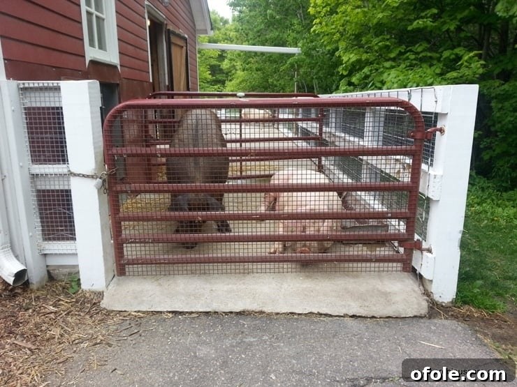 Pigs wallowing in the mud, observed by visitors.