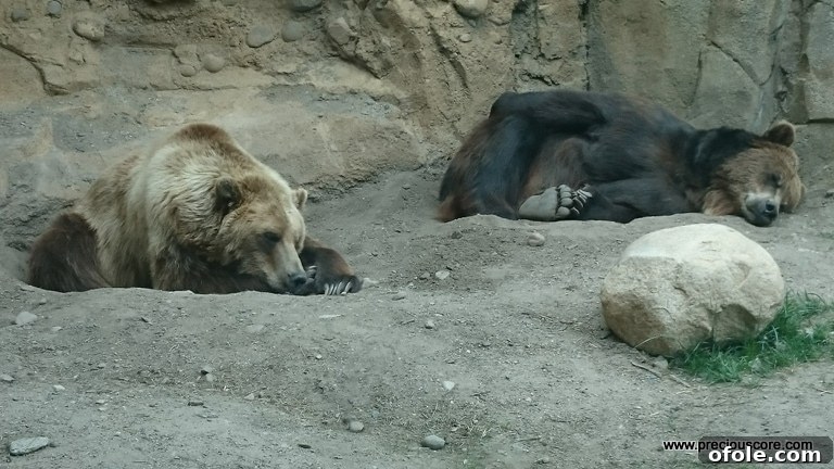 Bears in their zoo enclosure, exploring their habitat.
