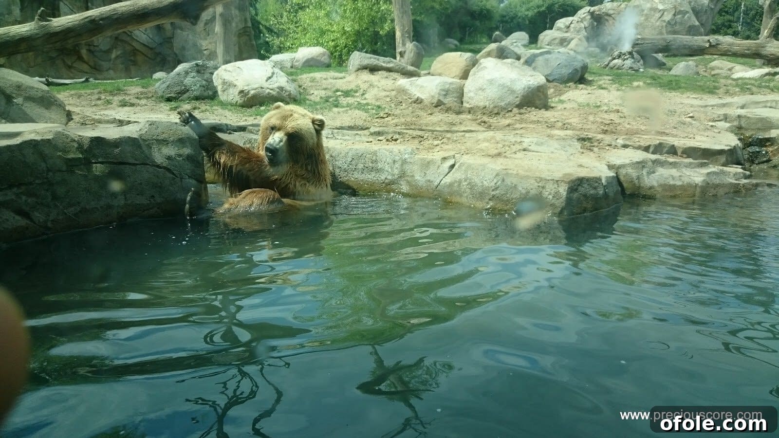 A very large bear, the biggest seen, moving within its enclosure.