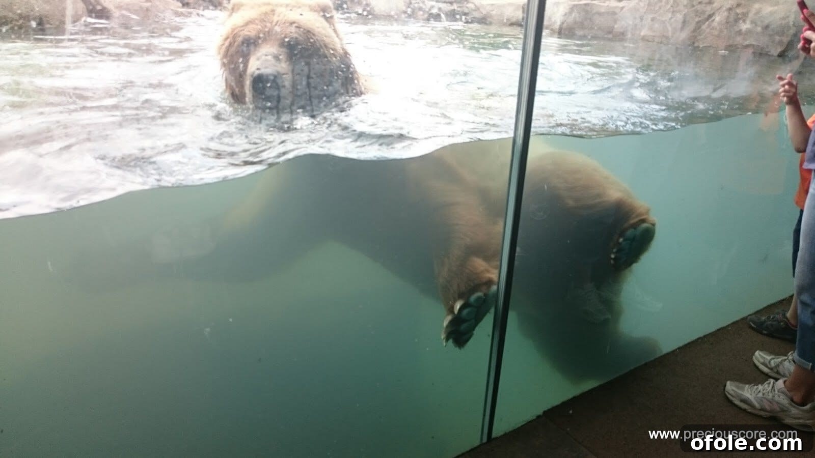 The large bear swimming and playing in its pool.