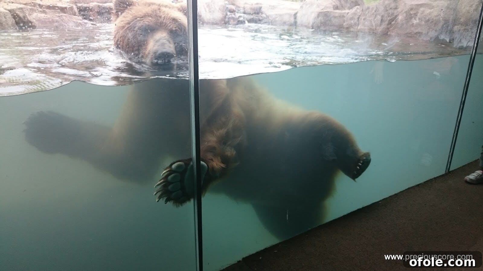 Close-up of the bear's large paws as it moves through water.