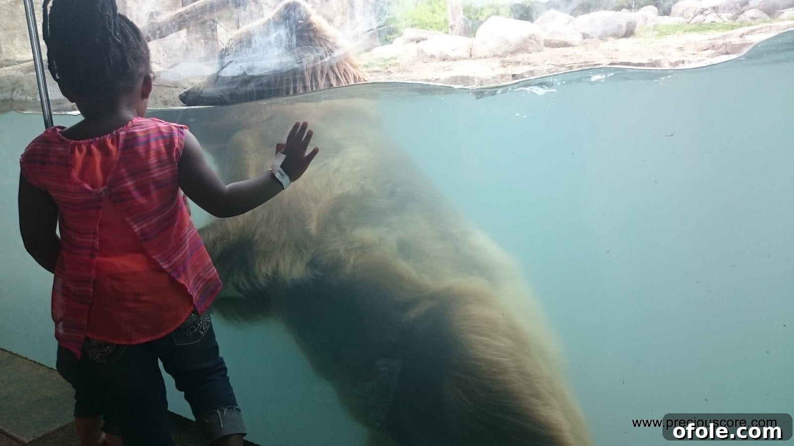 Girl Number 1 standing far from the bear exhibit, while Girl Number 2 stays close.