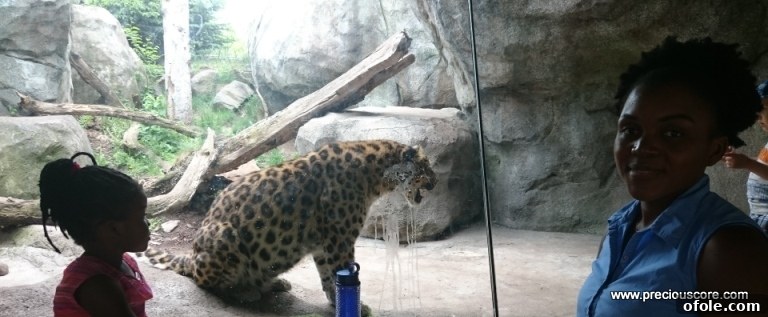 A leopard resting gracefully in its naturalistic enclosure.