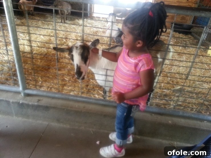 Girl Number 2 happily interacting with goats at the animal farm.