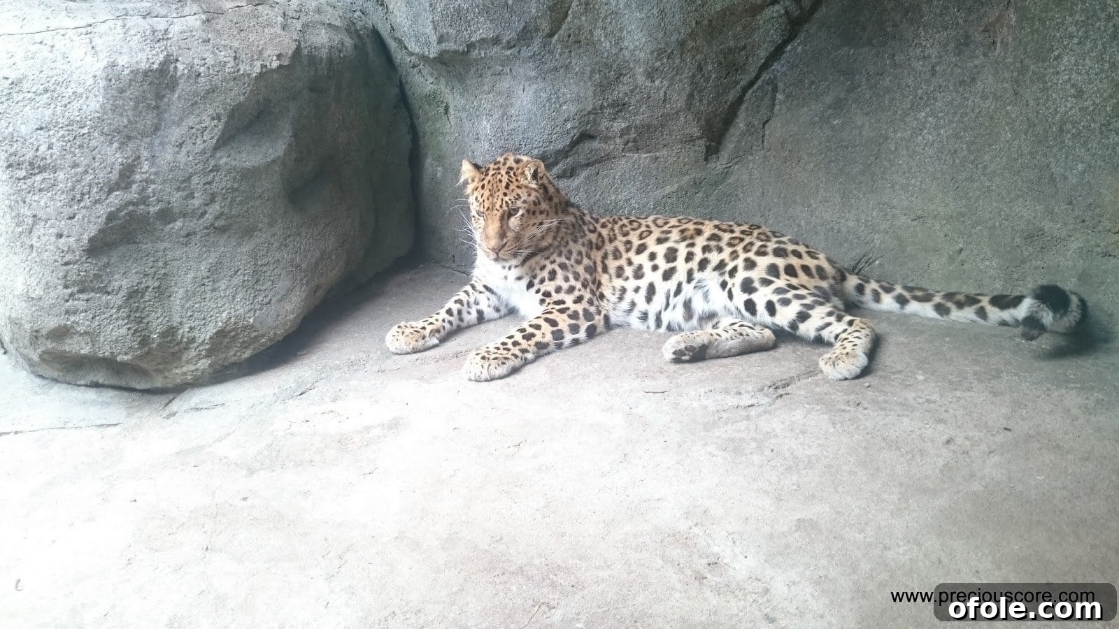 Another view of a leopard, showcasing its spotted fur and powerful physique.