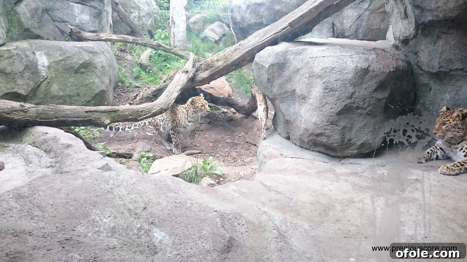 A leopard looking directly at the camera, its eyes reflecting its wild nature.