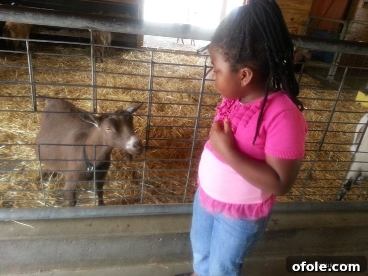 Girl Number 1 showing a cautious reaction to the farm animals.