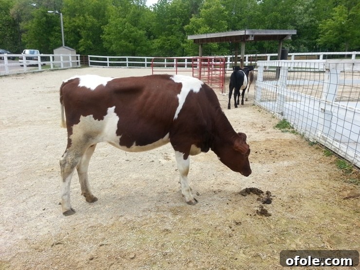 A cow grazing peacefully at the animal farm, a nostalgic sight.