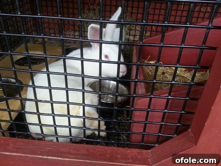 An incredibly cute fluffy bunny resting.