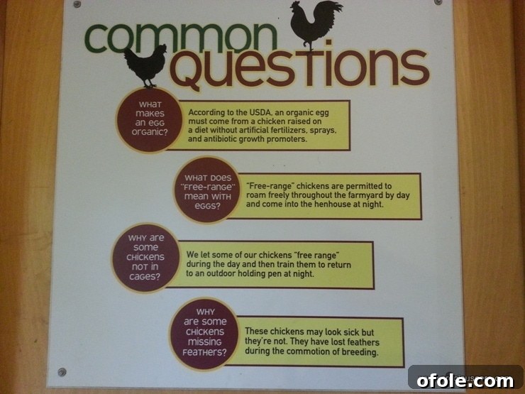 Children observing chickens in the poultry section of the animal farm.