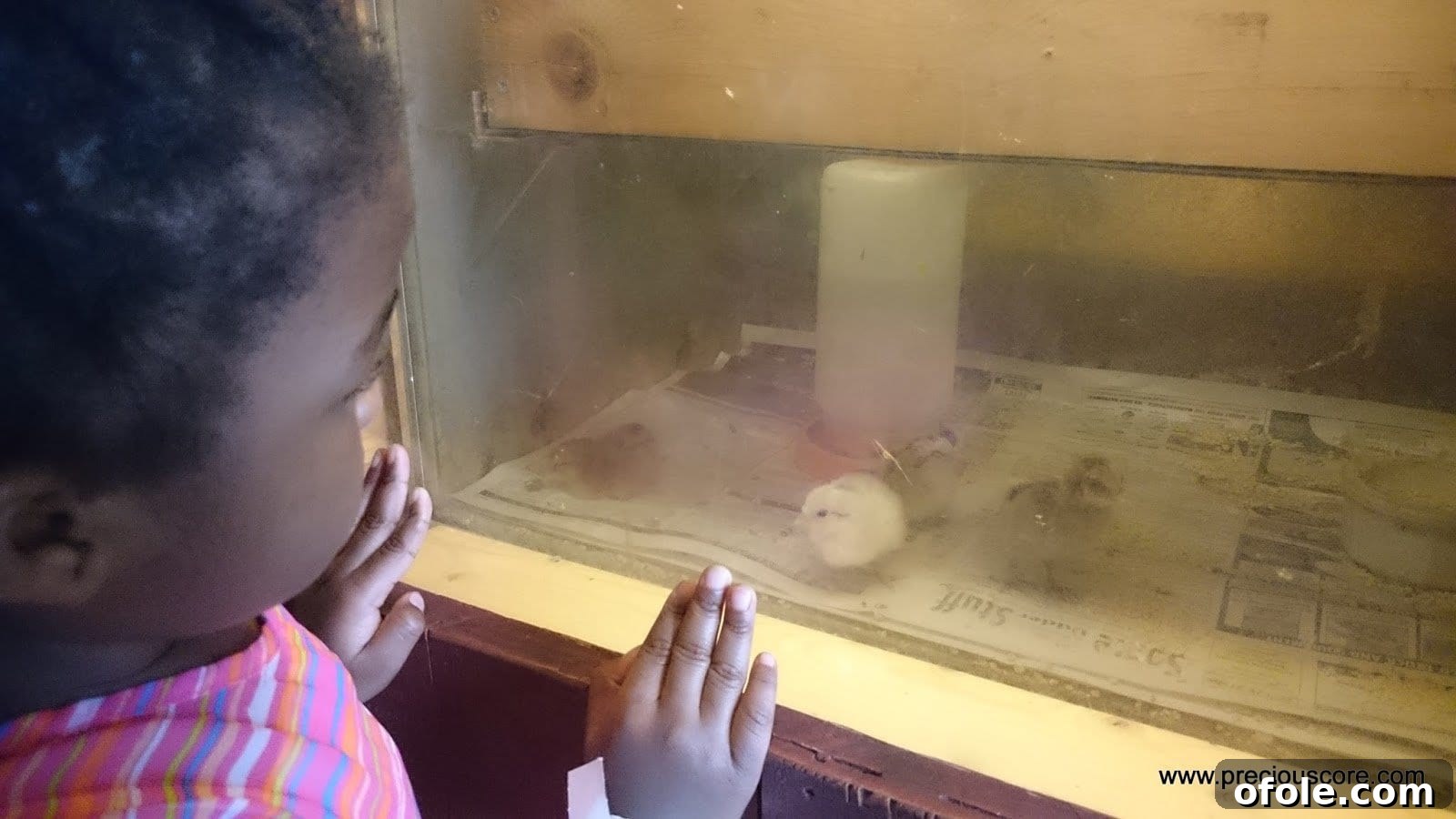 More children intently watching various birds in the poultry exhibit.