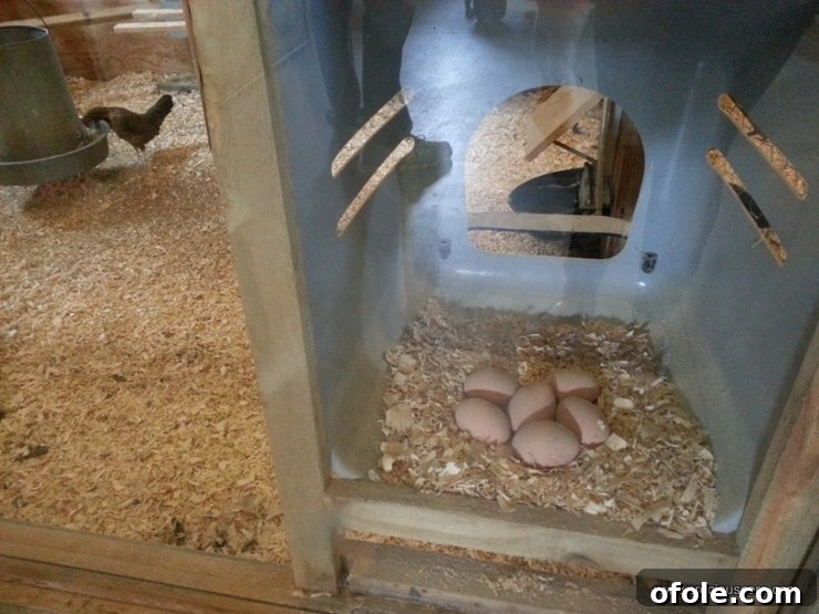 Fresh eggs displayed in a basket, highlighting the farm's produce.