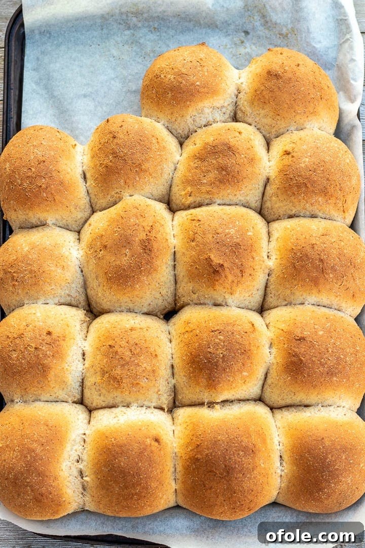 Honey Kissed Whole Wheat Dinner Rolls 2 Baked honey whole wheat dinner rolls on a baking sheet lined with parchment paper, golden brown and inviting.