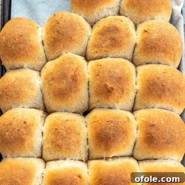 Baked honey whole wheat dinner rolls on a baking sheet lined with parchment paper