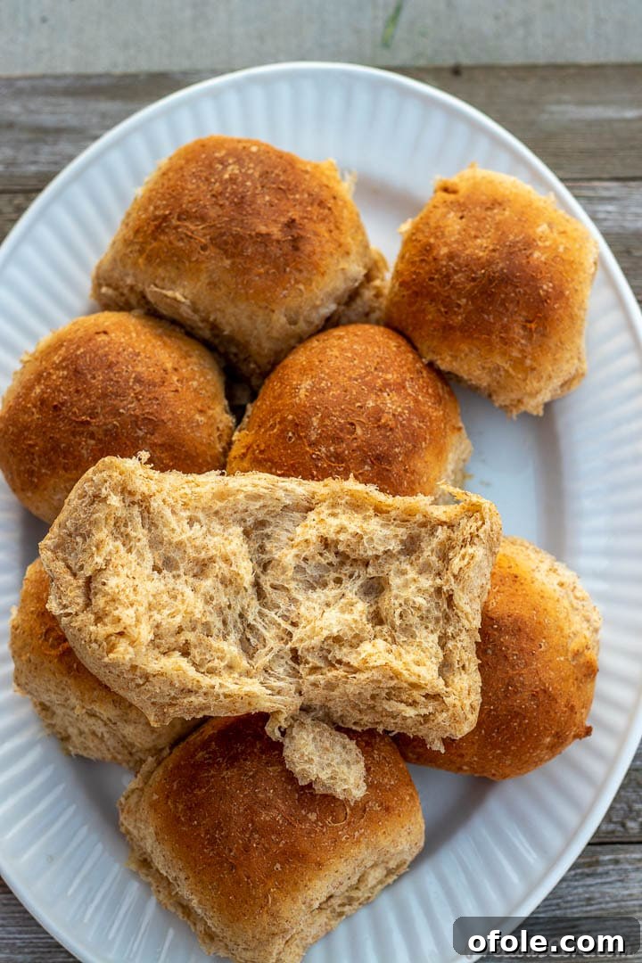 Honey Kissed Whole Wheat Dinner Rolls 5 A platter of wheat rolls, with one roll expertly torn open to reveal its incredibly soft and airy interior.