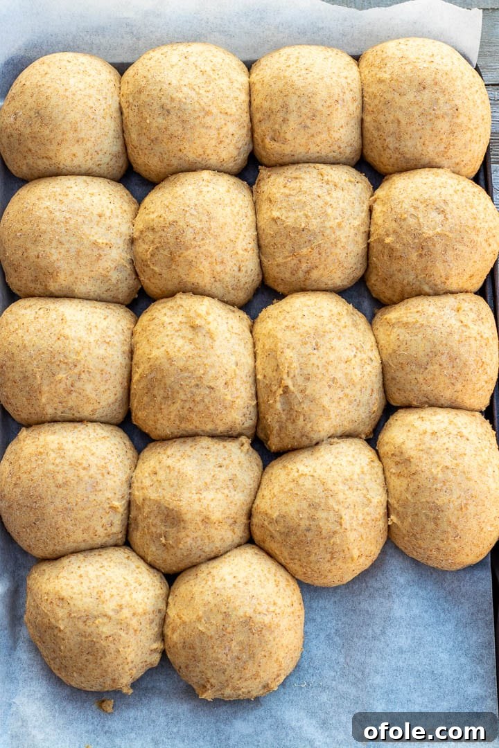 Honey Kissed Whole Wheat Dinner Rolls 6 Raw, unbaked dinner rolls gracefully arranged on a baking sheet, patiently awaiting their rise.