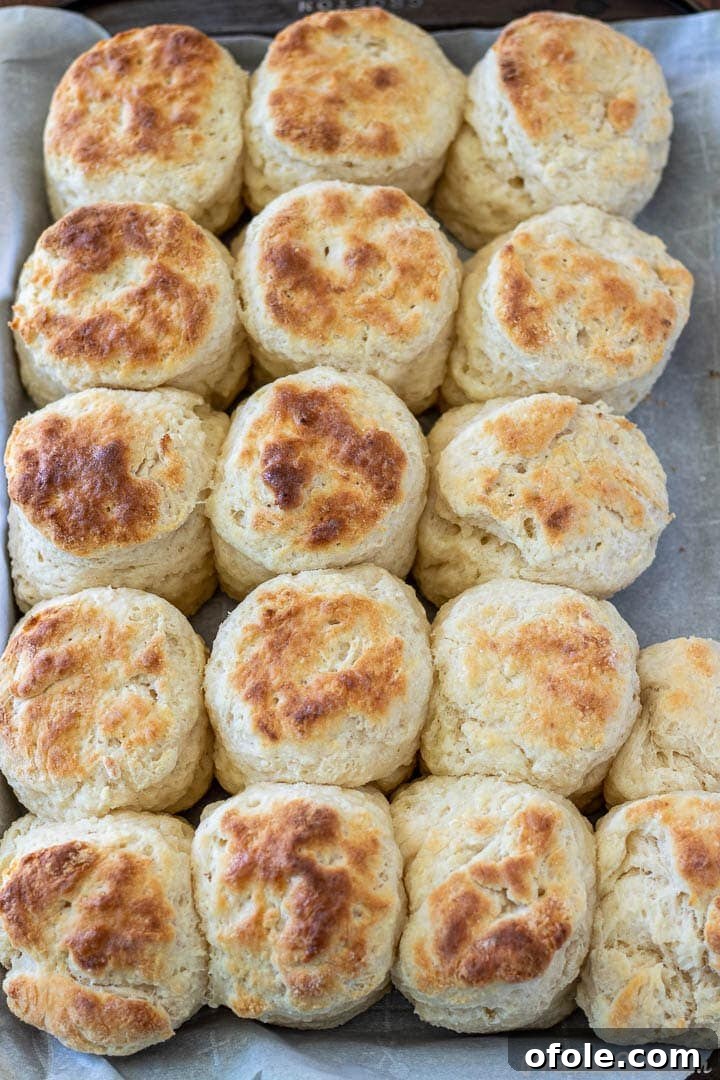 Freshly baked cream cheese biscuits cooling on a baking sheet, ready to be enjoyed for breakfast or brunch.