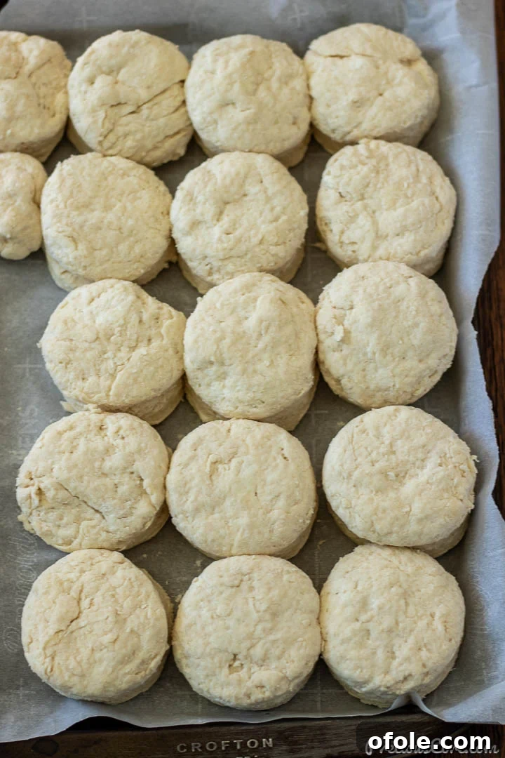 Biscuit dough cut into circles and placed on a parchment-lined baking sheet, ready for the oven.