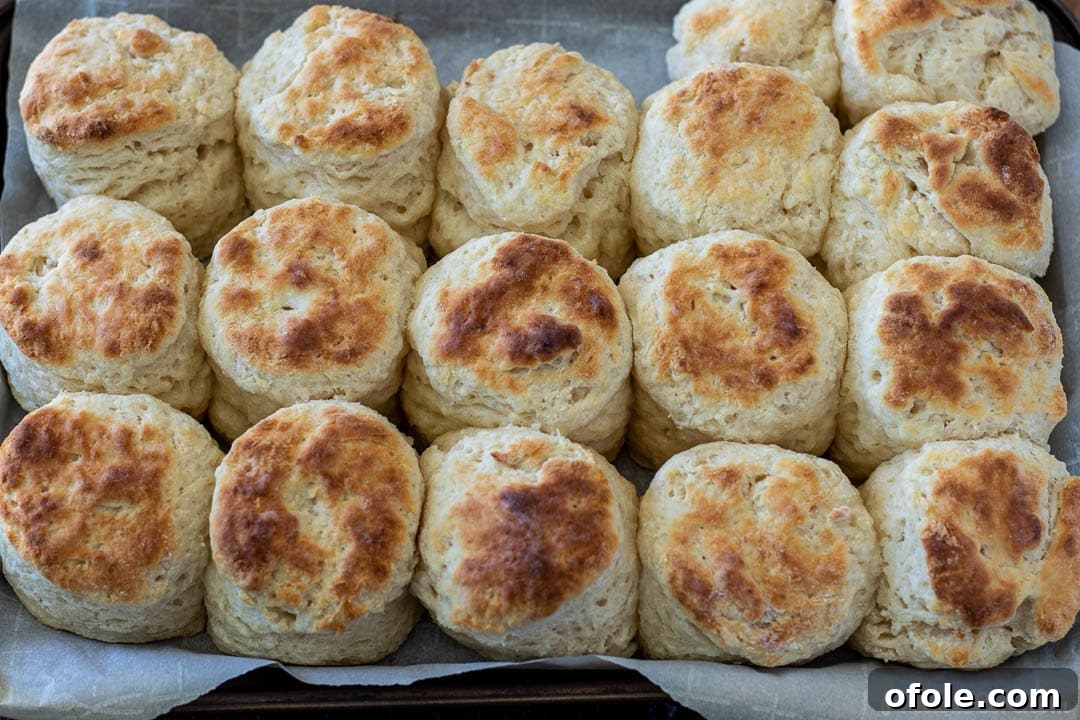 Freshly baked cream cheese biscuits arranged on a baking sheet, showcasing their golden crust.