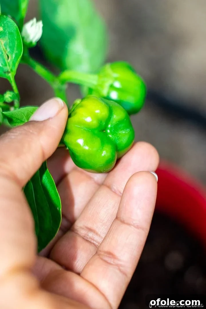 Hand gently holding a young, vibrant bell pepper, symbolizing the first fruits of a beginner's garden