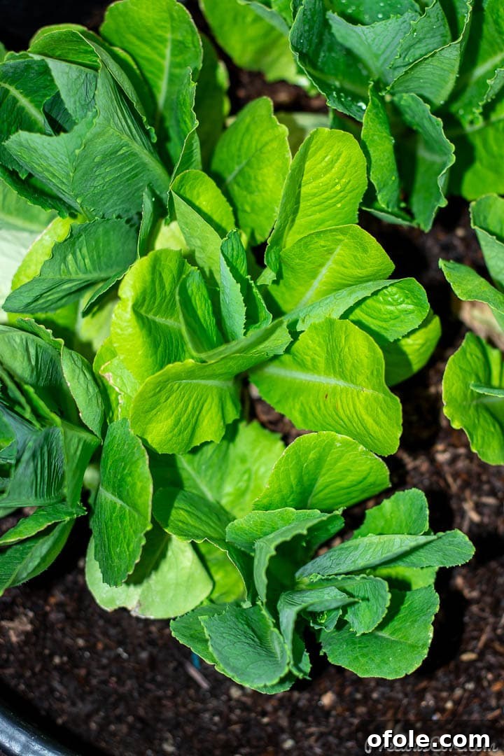 Lush romaine lettuce plants growing vigorously in a clean wooden planter