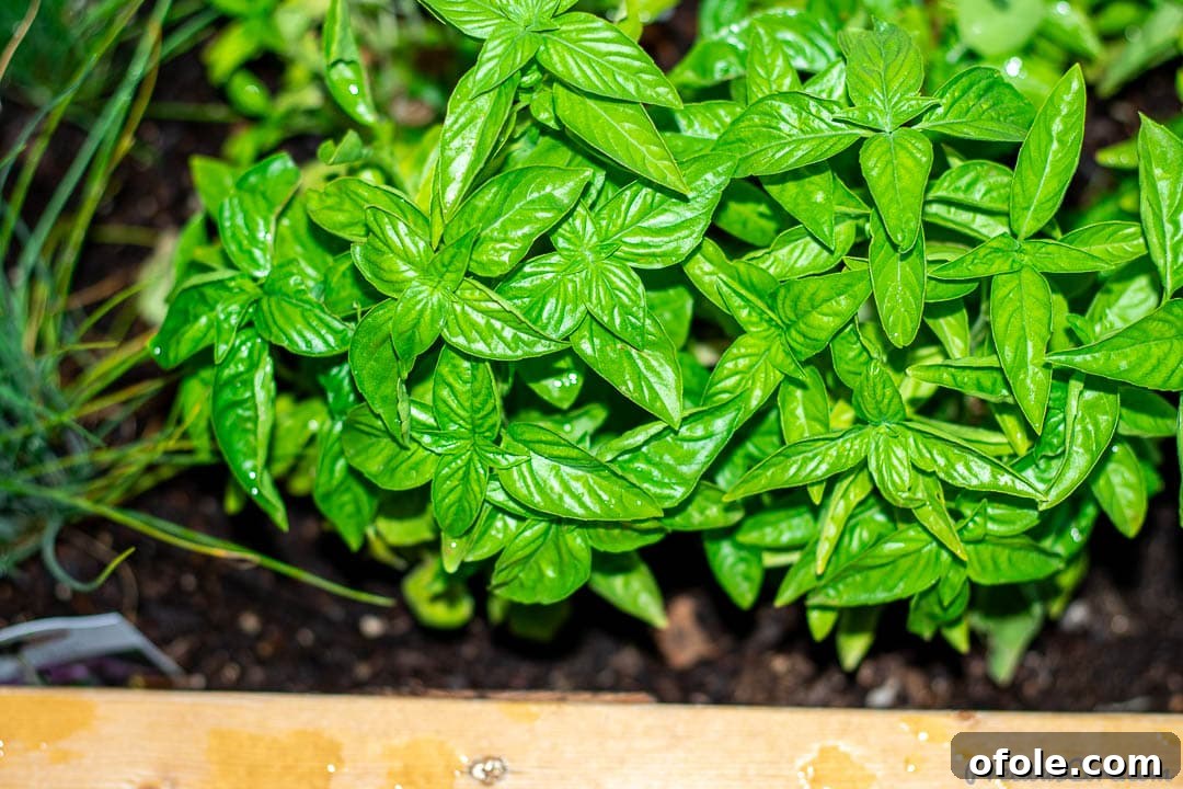 Fresh basil leaves thriving in a rustic wooden planter, ready for harvest