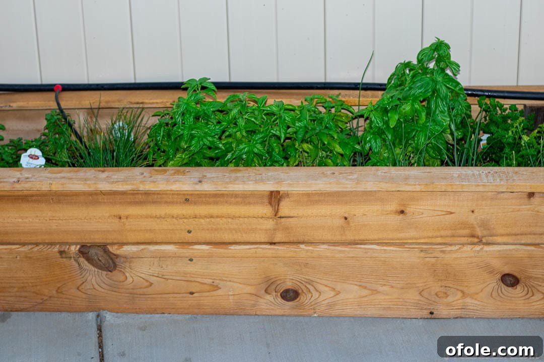 A variety of healthy green herbs flourishing in a charming wooden planter