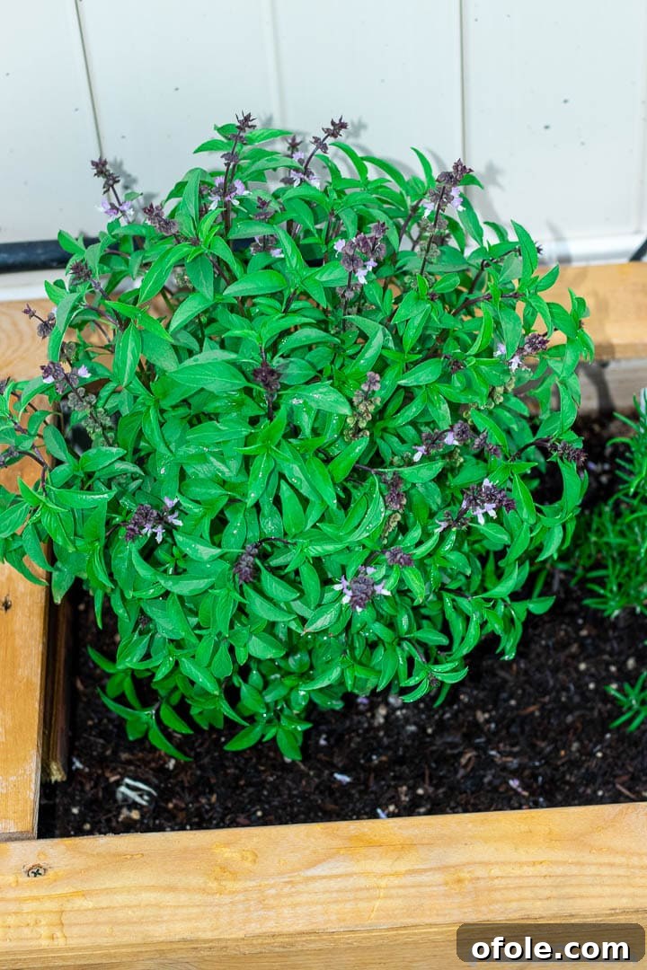 Vibrant Sweet Thai basil growing in a wooden planter, its green leaves glistening in the sun
