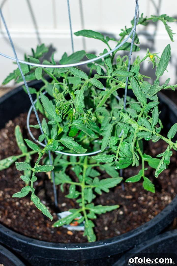A healthy tomato plant flourishing in a specialized planting container, demonstrating successful cultivation