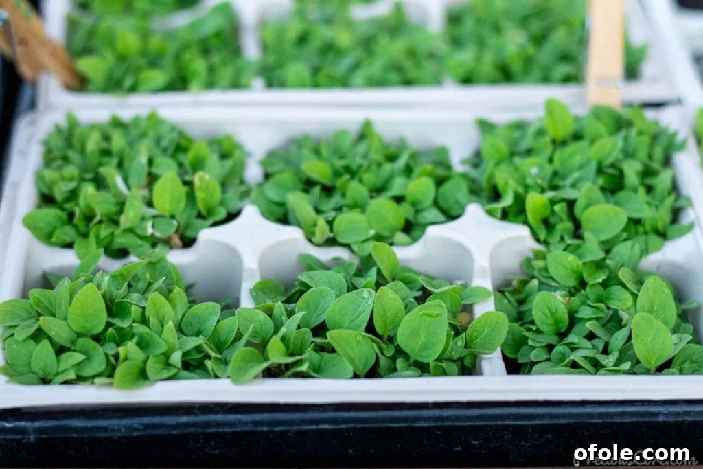Several young, vibrant vegetable plants neatly arranged in small plastic containers, ready for transplanting