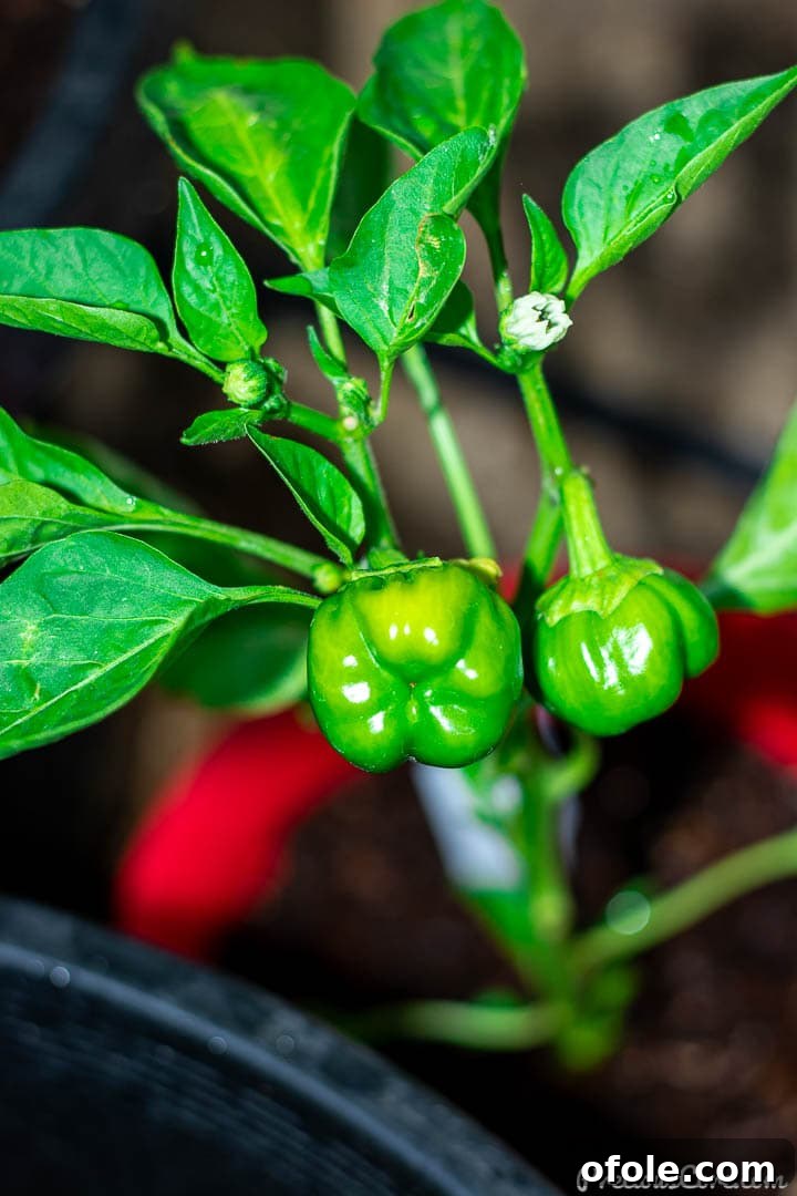 Two vibrant young bell peppers, still green, hanging delicately from their plant, promising future harvest