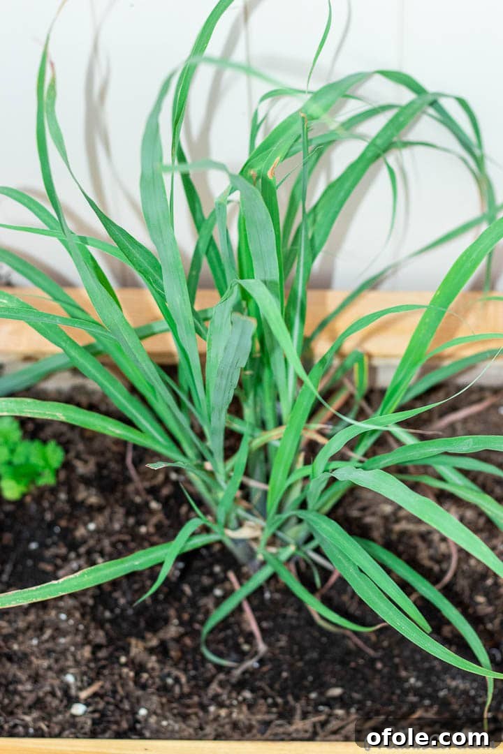 A robust lemongrass plant with its long, slender green leaves reaching upwards, thriving in a garden setting