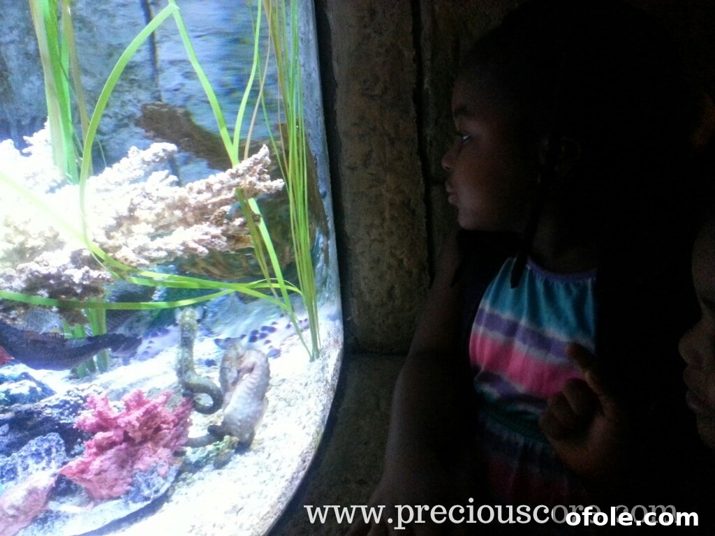 Two graceful sea horses in motion, their tiny fins fluttering as they explore their tank