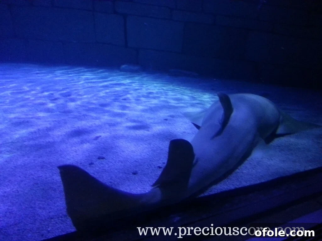 Visitors walking through an impressive acrylic tunnel with sharks, rays, and fish swimming overhead