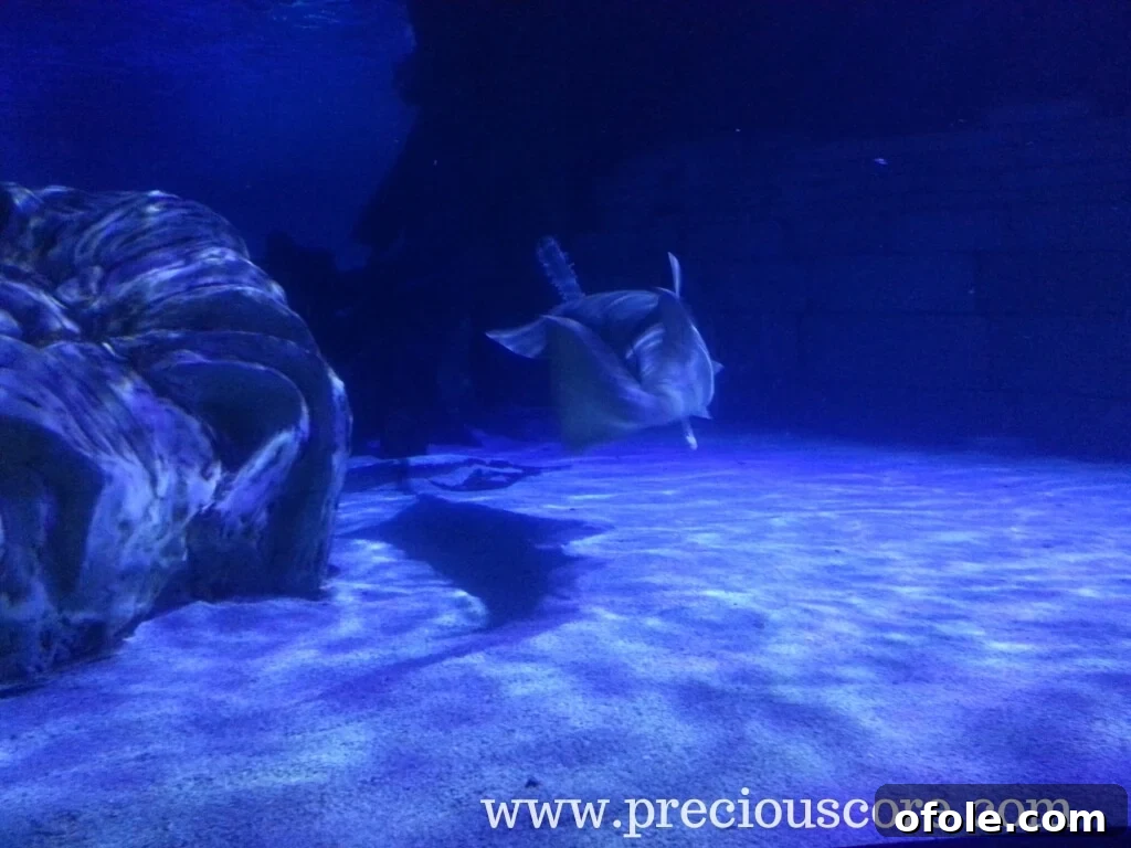 A vibrant coral reef teeming with colorful tropical fish in a dynamic exhibit