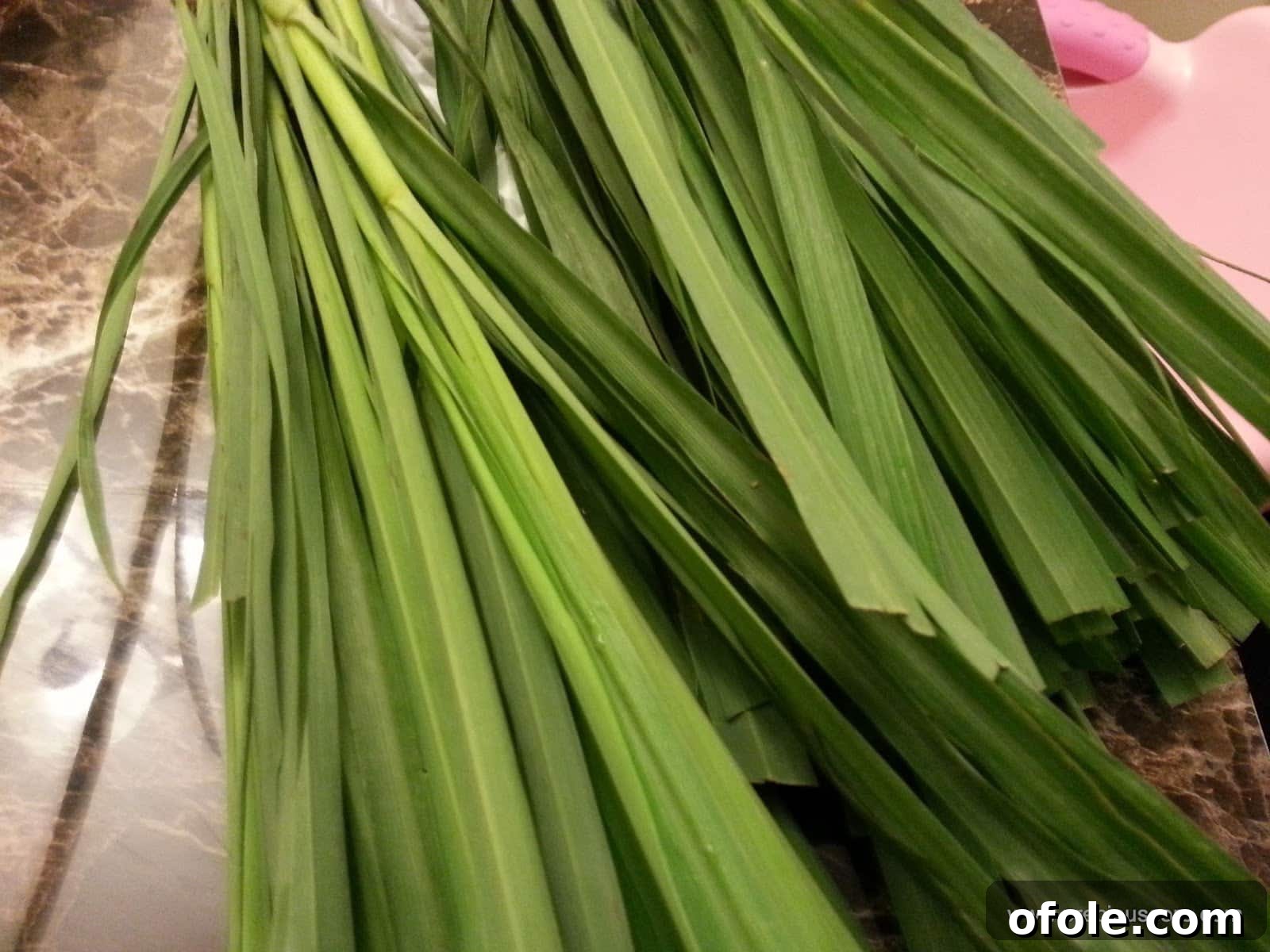 fever grass cameroon Close-up of fresh Fever Grass (Lemongrass) stalks