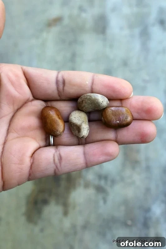 Close-up of Ehuru (African nutmeg) spice pod