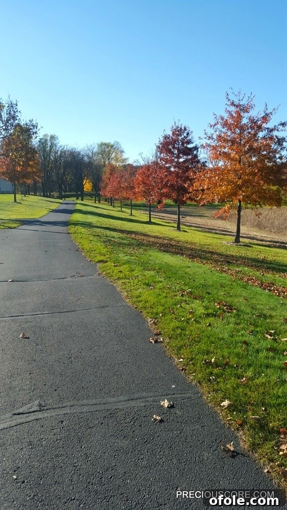 7 Things You Need to Know 4 fall-trees