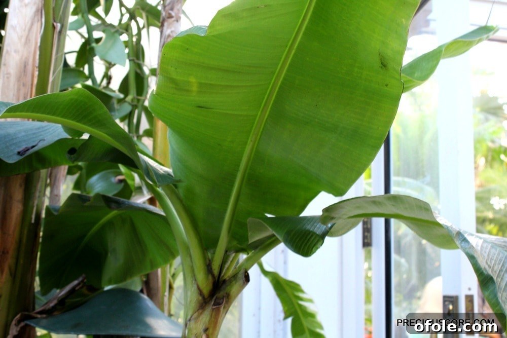 banana plant at como conservatory, tropical plants in a greenhouse