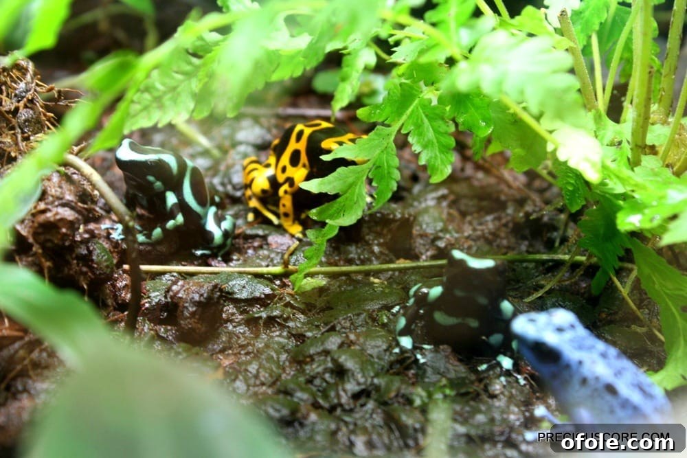 colorful frogs at como zoo minnesota, bright red and blue frogs