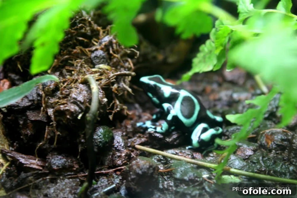 colorful frog at como zoo, close up of a small vibrant frog