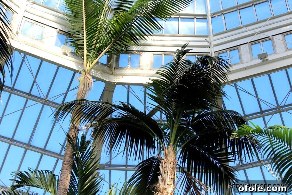 palms at como conservatory, tall palm trees in a greenhouse