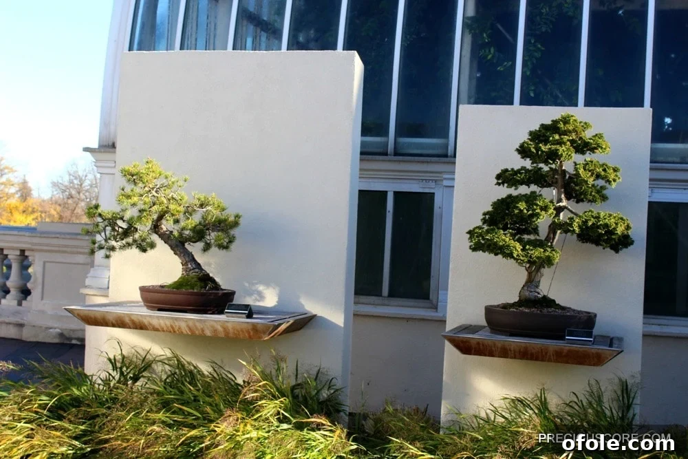bonsai plants at como conservatory, miniature trees in pots