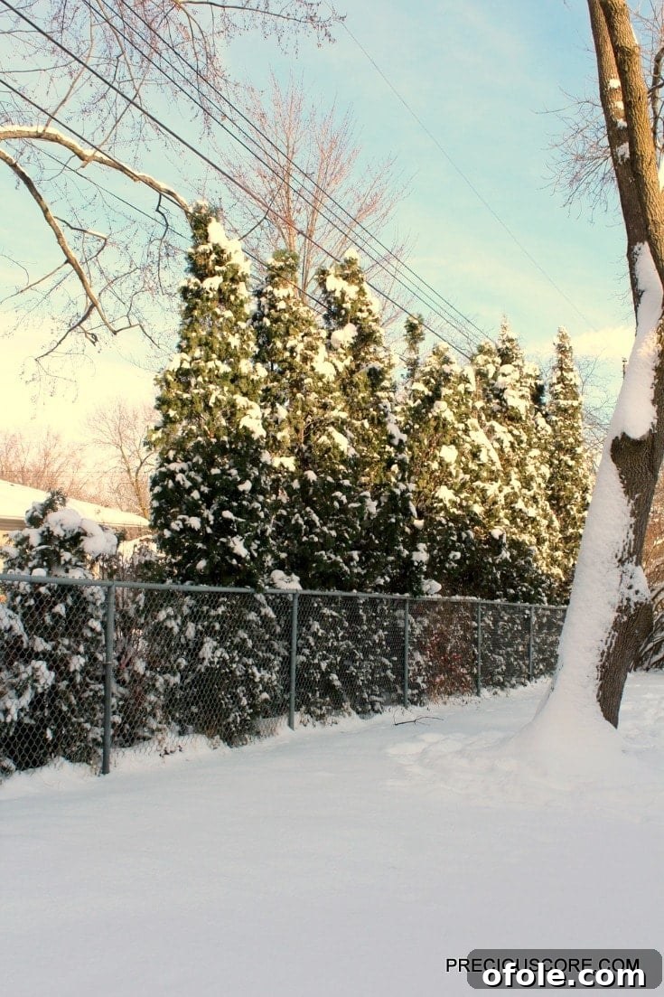 pine-trees-in-the-winter
