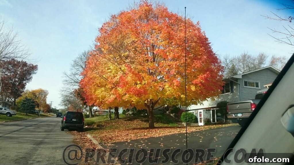 A serene autumn landscape showcasing a pathway lined with majestic trees, their leaves a vibrant tapestry of reds, oranges, and yellows, under a clear sky.
