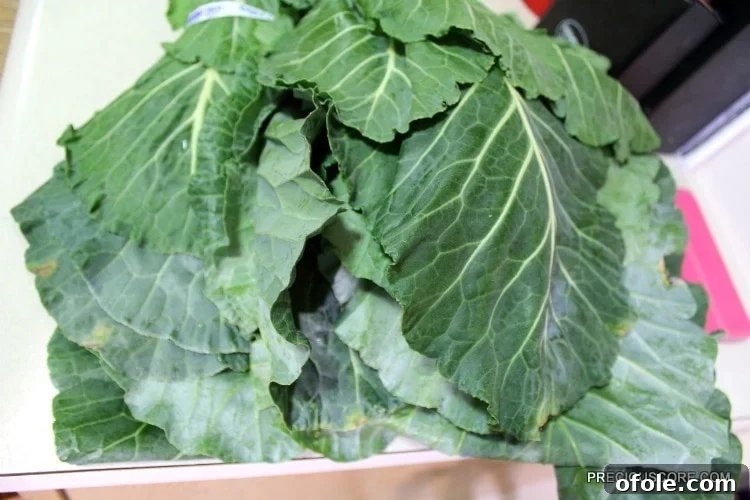 A pile of fresh, vibrant collard greens, meticulously washed and prepared for use as wrapping leaves in the Ekwang recipe.