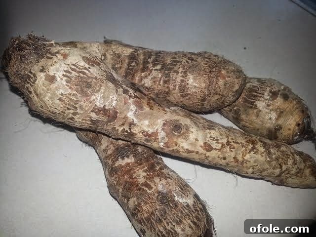 Peeled and grated cocoyams, ready for mixing to prepare Kwacoco Bible.