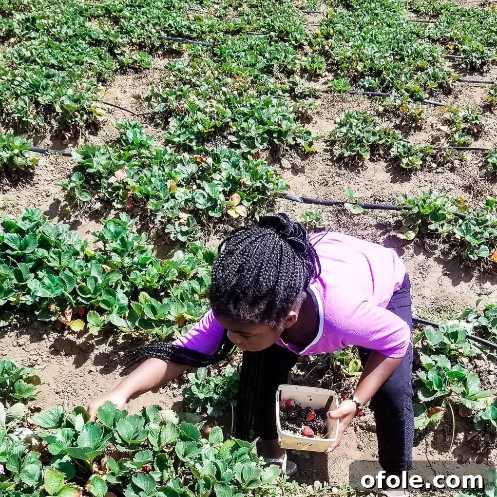 My Latest Chapter 11 Girl crouching to pick strawberries.