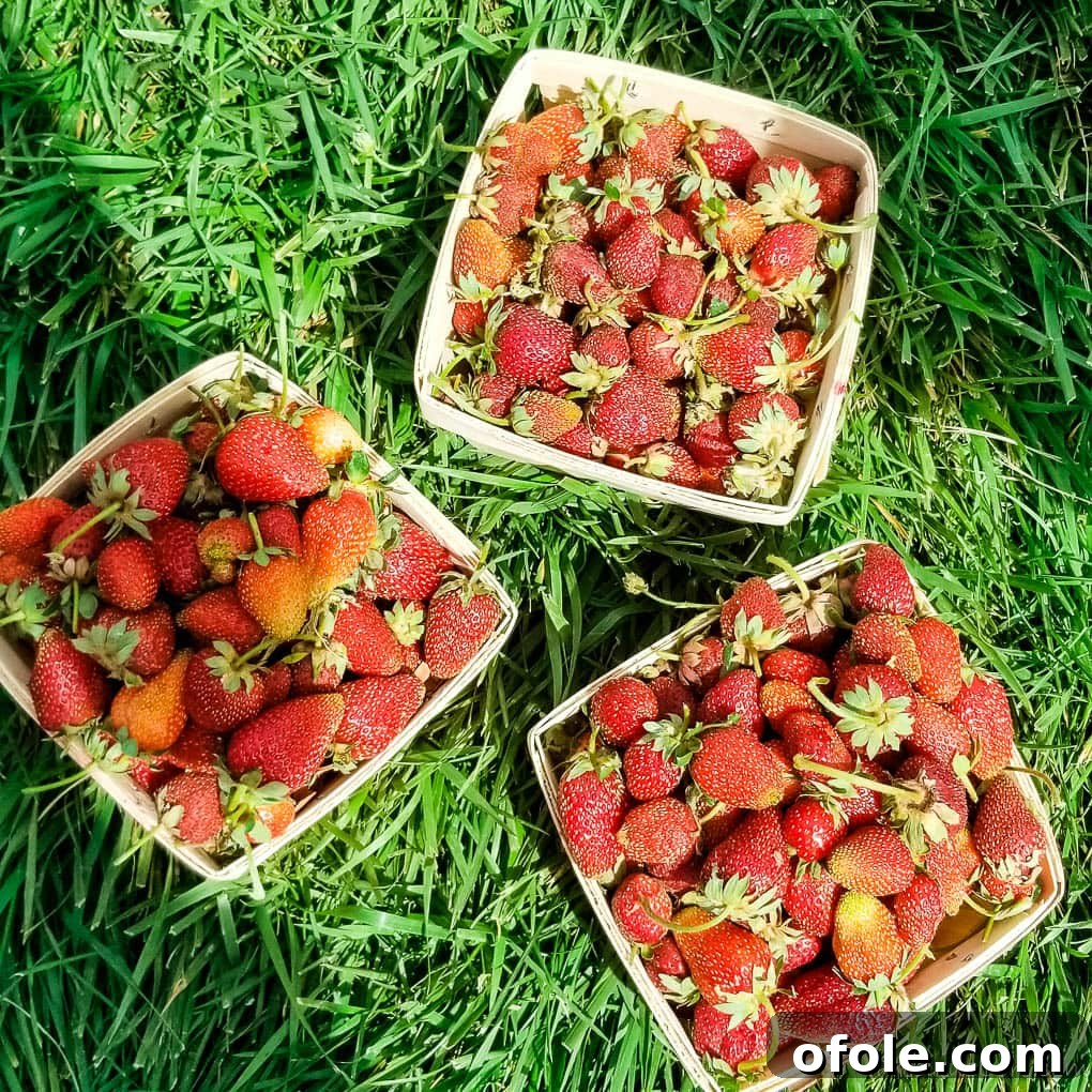 My Latest Chapter 12 Three containers of freshly-picked strawberries.